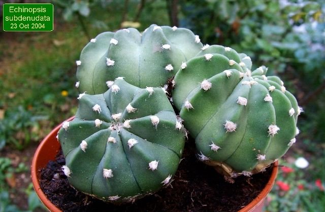 Echinopsis _subdenudata _01